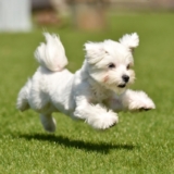 ドックランを走る犬