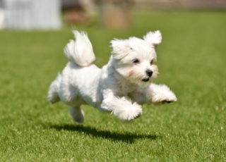 愛犬が喜ぶ！ご自宅で「お庭ドッグラン」を作りたい方に向けた外構のポイント
