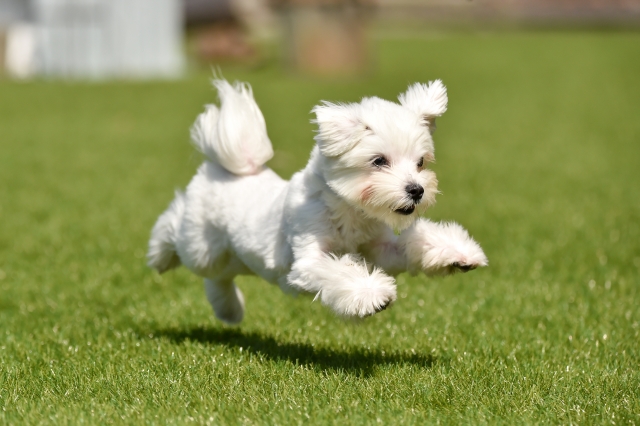 ドックランを走る犬